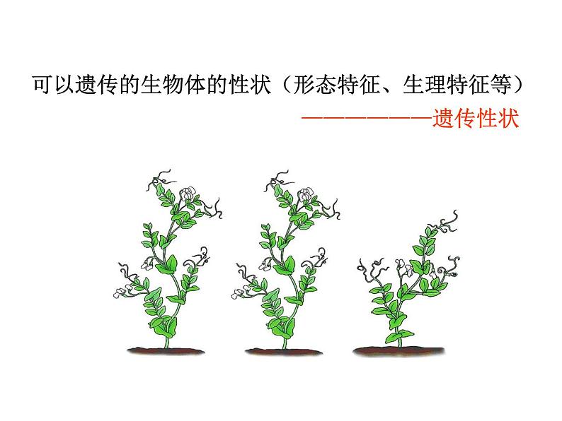 2020-2021学年人教版生物八年级下册7.2.3 基因的显性和隐性 课件04