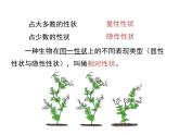 2020-2021学年人教版生物八年级下册7.2.3 基因的显性和隐性 课件