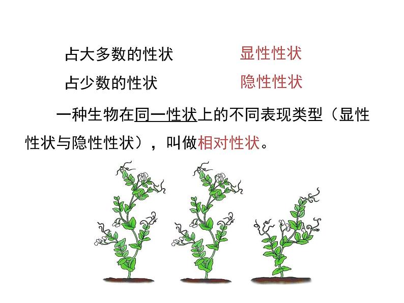 2020-2021学年人教版生物八年级下册7.2.3 基因的显性和隐性 课件05