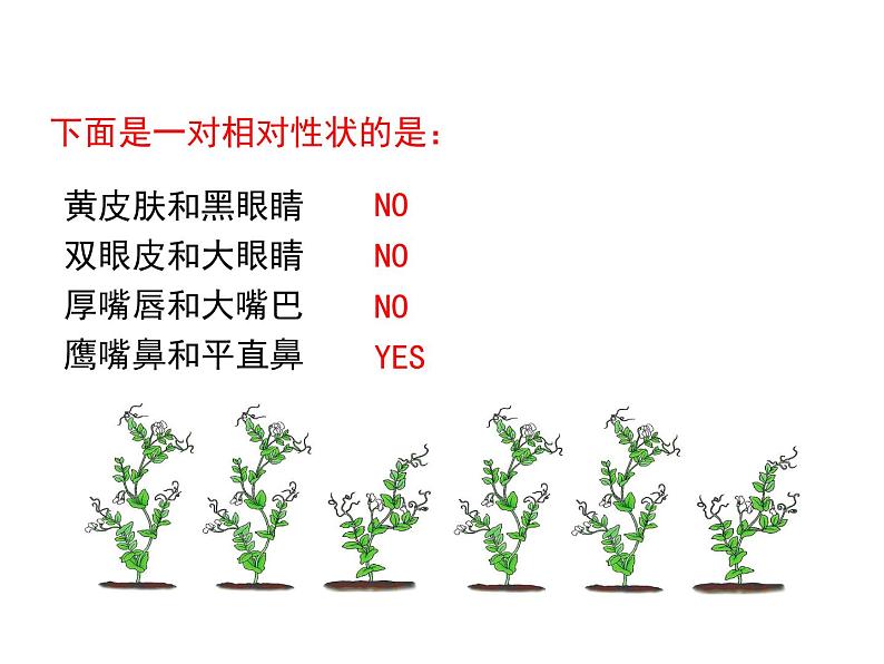 2020-2021学年人教版生物八年级下册7.2.3 基因的显性和隐性 课件07