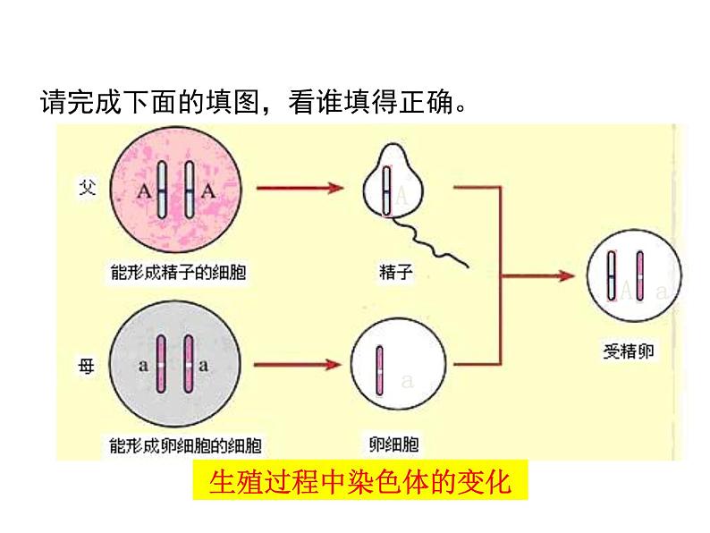 2020-2021学年人教版生物八年级下册7.2.3 基因的显性和隐性 课件08