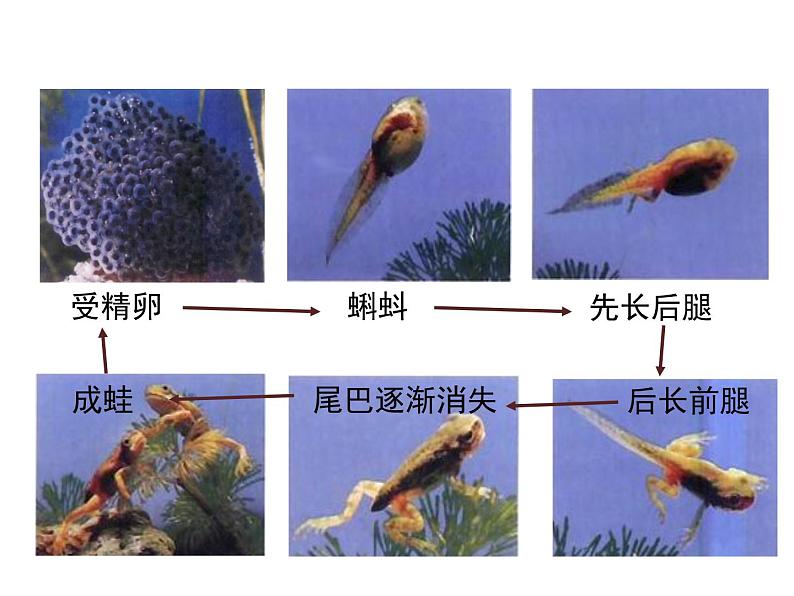 2020-2021学年人教版生物八年级下册 7.1.3 两栖动物的生殖和发育 课件06