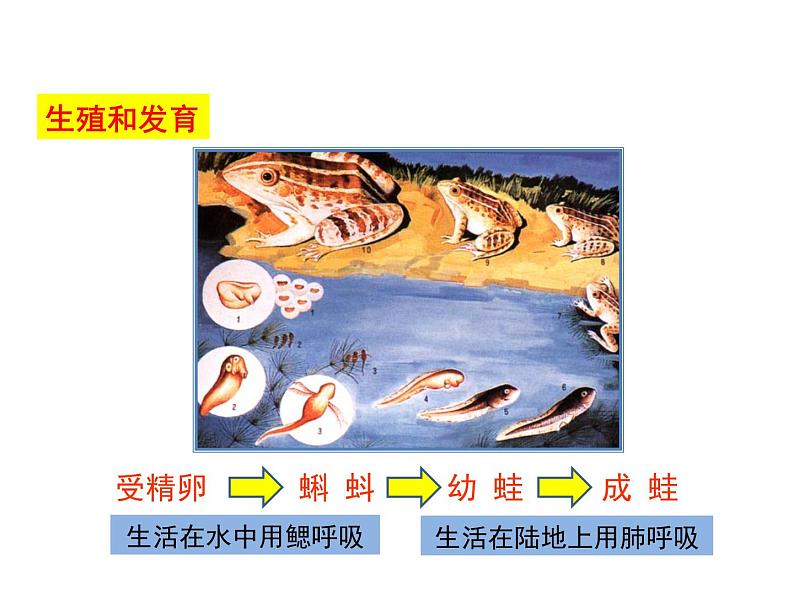 2020-2021学年人教版生物八年级下册 7.1.3 两栖动物的生殖和发育 课件07