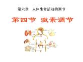 人教版生物七年级下册 4.6.4 激素调节课件（26张PPT）