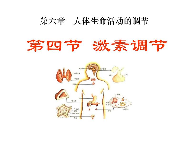 人教版生物七年级下册 4.6.4 激素调节课件（26张PPT）01