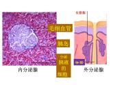 人教版生物七年级下册 4.6.4 激素调节课件（26张PPT）