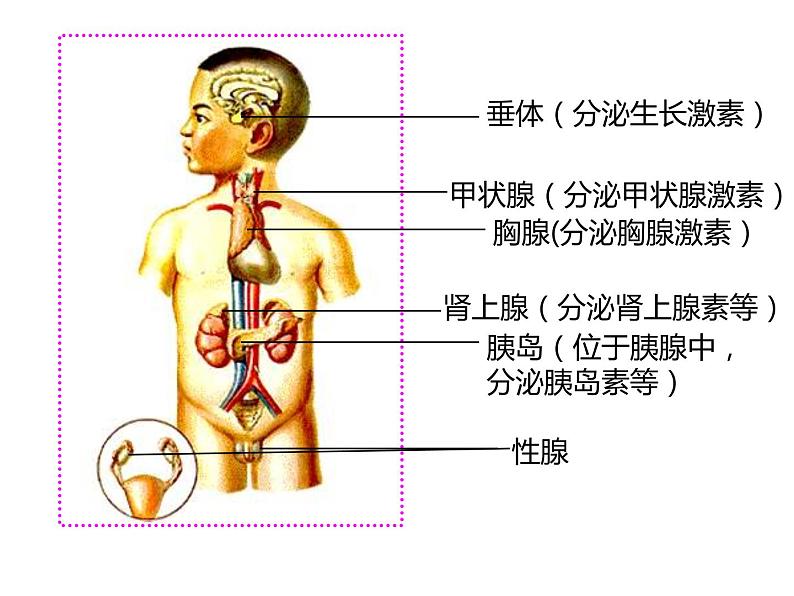 人教版生物七年级下册 4.6.4 激素调节 课件（24张PPT）第6页