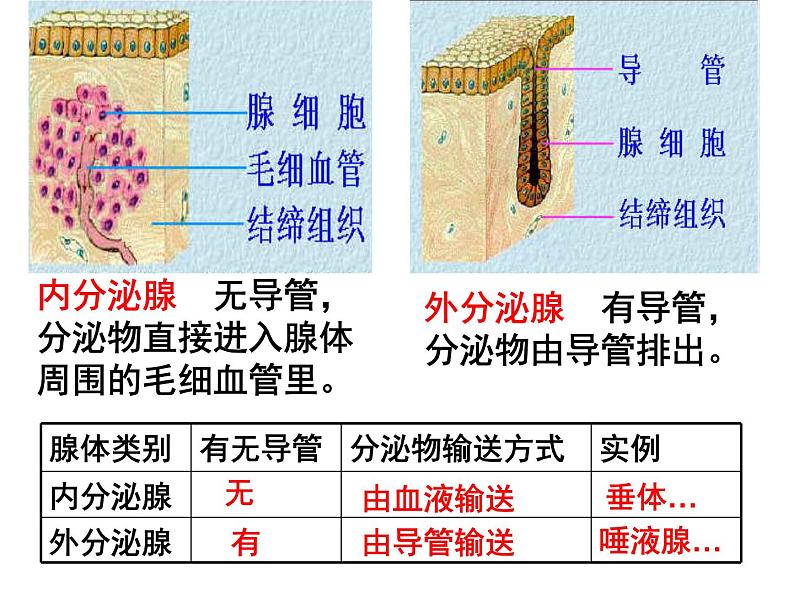 人教版生物七年级下册 4.6.4 激素调节 课件（28张PPT）第2页