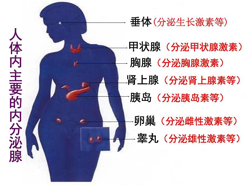 人教版生物七年级下册 4.6.4 激素调节 课件（28张PPT）第4页