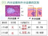 人教版生物七年级下册 4.6.4 激素调节课件（23张PPT）