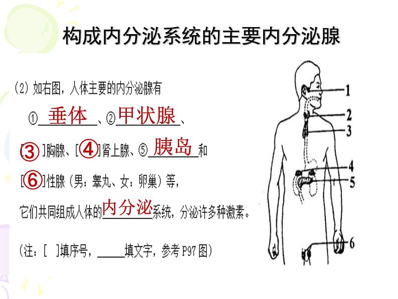 人教版生物七年级下册 4.6.4 激素调节课件（23张PPT）05