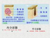 人教版生物七年级下册 4.6.4 激素调节 课件（22张PPT）