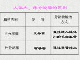 人教版生物七年级下册 4.6.4 激素调节 课件（22张PPT）