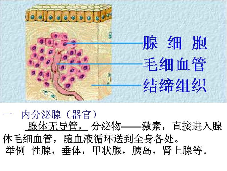 人教版生物七年级下册 4.6.4 激素调节 课件（20张PPT）第2页