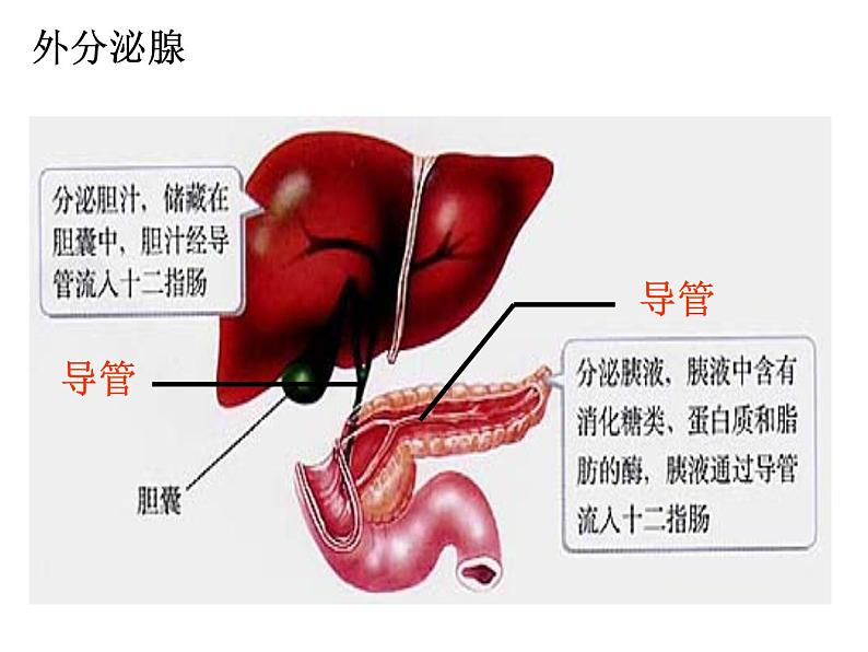 人教版生物七年级下册 4.6.4 激素调节 课件（20张PPT）第3页