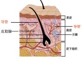 人教版生物七年级下册 4.6.4 激素调节 课件（20张PPT）