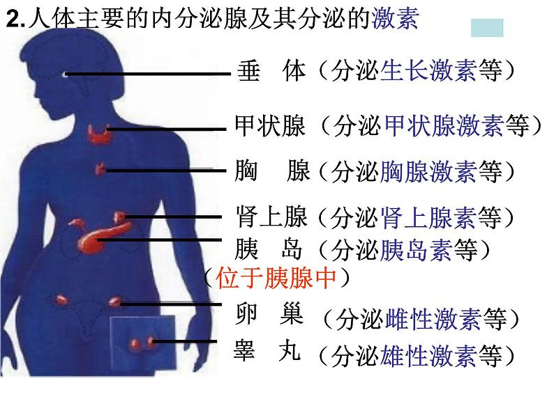 人教版生物七年级下册 4.6.4 激素调节 课件（20张PPT）第6页