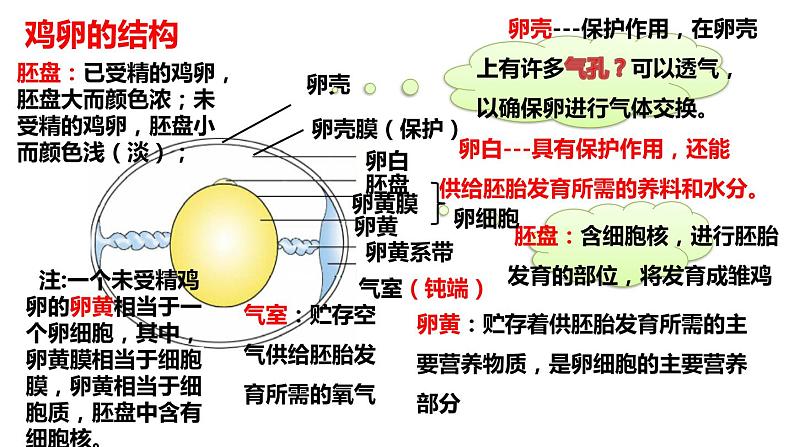 人教版生物八年级下册 7.1.4 鸟的生殖和发育  课件（20张PPT）06