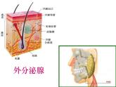人教版生物七年级下册 4.6.4 激素调节课件（23张PPT） (1)