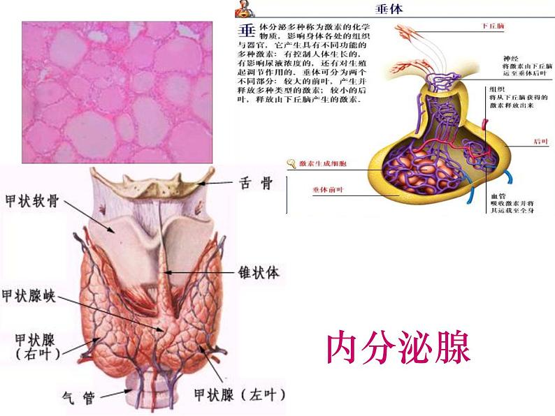 人教版生物七年级下册 4.6.4 激素调节课件（23张PPT） (1)第4页