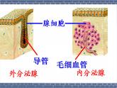 人教版生物七年级下册 4.6.4 激素调节课件（23张PPT） (1)