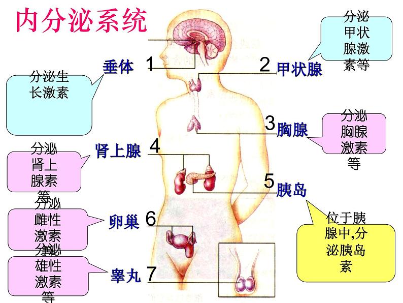 人教版生物七年级下册 4.6.4 激素调节课件（23张PPT） (1)06