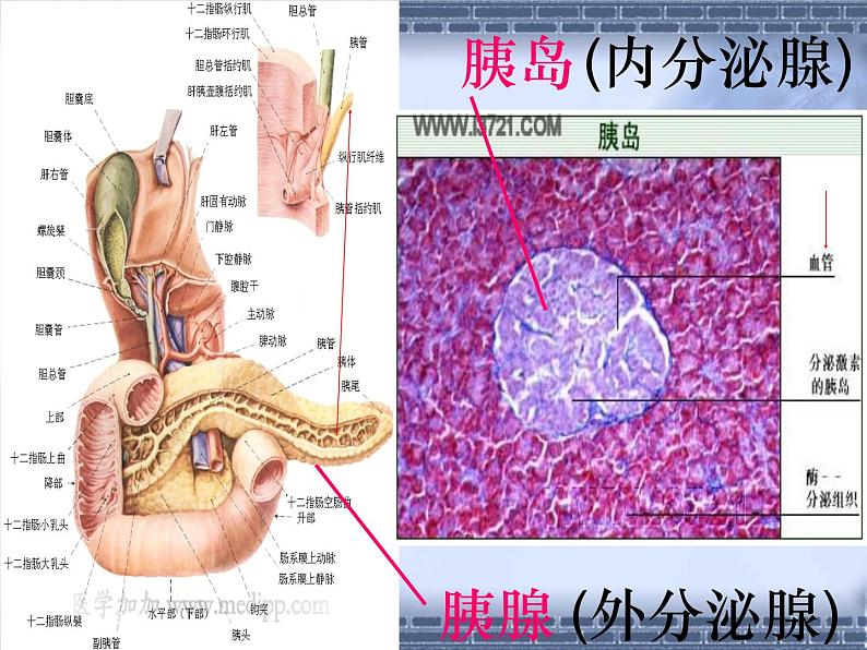 人教版生物七年级下册 4.6.4 激素调节课件（23张PPT） (1)07