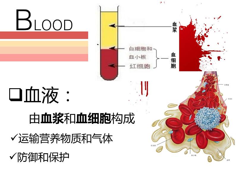 人教版七年级生物下册 4.4.4  输血与血型 课件（17张PPT）02