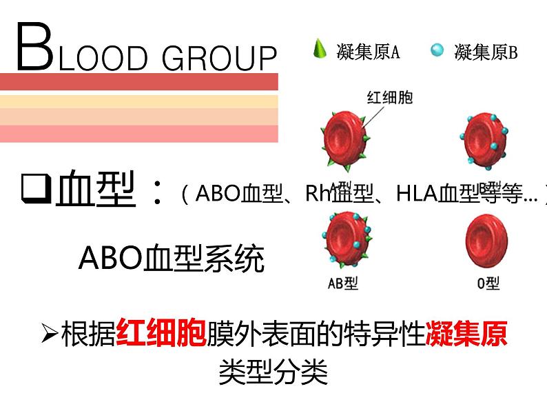 人教版七年级生物下册 4.4.4  输血与血型 课件（17张PPT）05