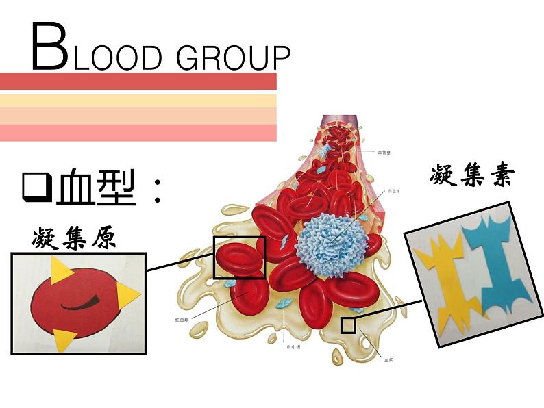 人教版七年级生物下册 4.4.4  输血与血型 课件（17张PPT）07