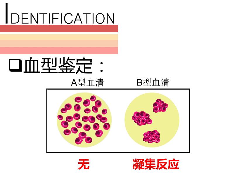 人教版七年级生物下册 4.4.4  输血与血型 课件（17张PPT）08