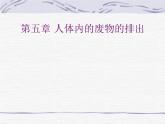 人教版生物七年级下册 4.5   人体内废物的排出  课件（17张PPT）