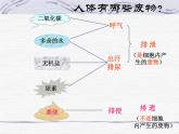 人教版生物七年级下册 4.5   人体内废物的排出  课件（17张PPT）