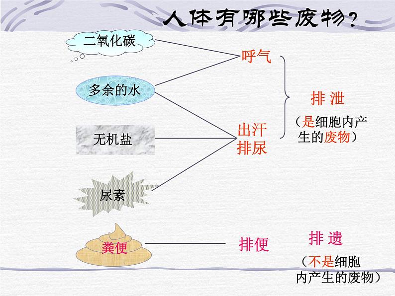 人教版生物七年级下册 4.5   人体内废物的排出  课件（17张PPT）第3页