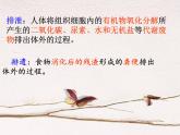 人教版生物七年级下册 4.5   人体内废物的排出  课件（17张PPT）