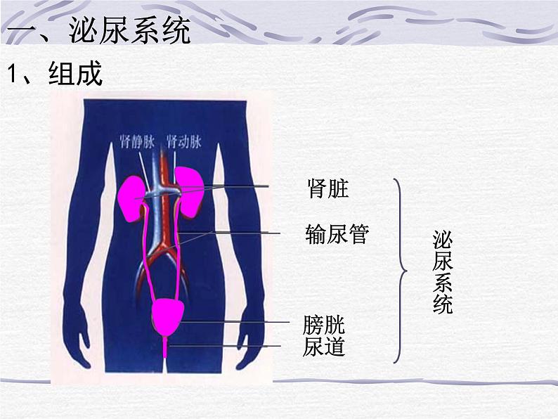 人教版生物七年级下册 4.5   人体内废物的排出  课件（17张PPT）第6页