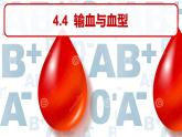 人教版生物七年级下册4.4.4 输血和血型  课件（15张PPT）