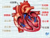 人教版生物七年级下册 4.4.3输送血液的泵——心脏 （第2课时）课件  （20张PPT）