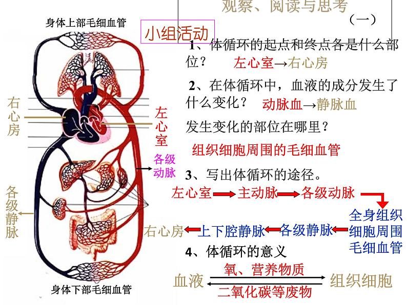 人教版生物七年级下册 4.4.3输送血液的泵——心脏 （第2课时）课件  （20张PPT）第6页