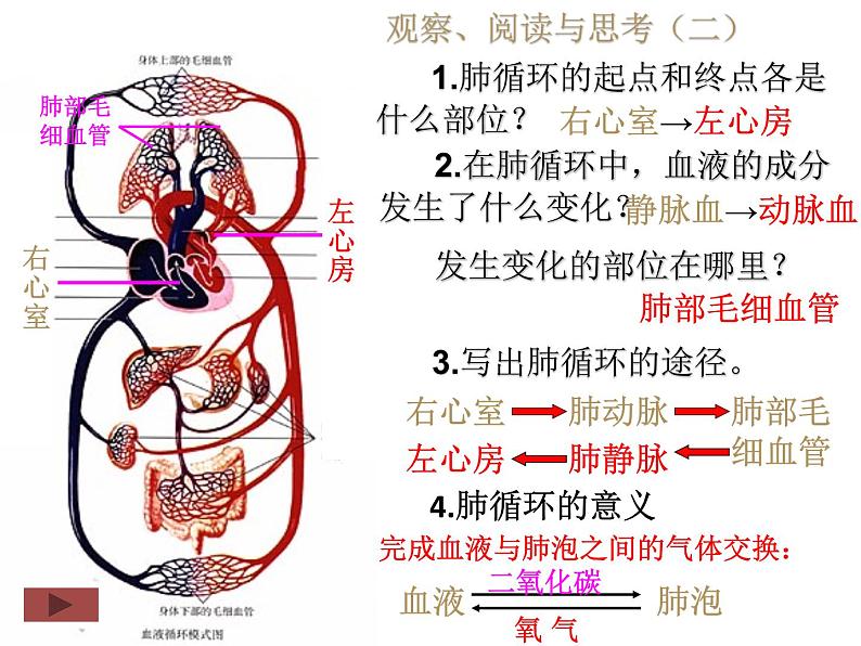 人教版生物七年级下册 4.4.3输送血液的泵——心脏 （第2课时）课件  （20张PPT）第7页