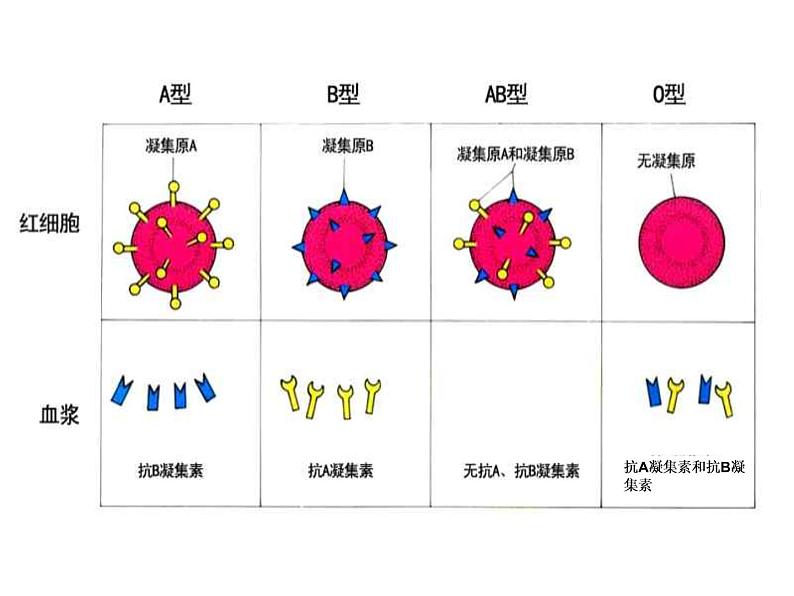 人教版生物七年级下册4.4.4 输血和血型  课件（26张PPT）08