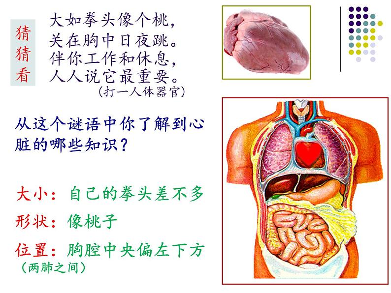 人教版生物七年级下册 4.4.3 输送血液的泵——心脏 课件 （15张PPT）04