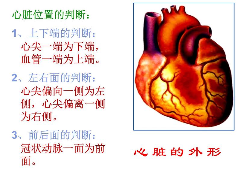 人教版生物七年级下册 4.4.3 输送血液的泵——心脏 课件 （15张PPT）05