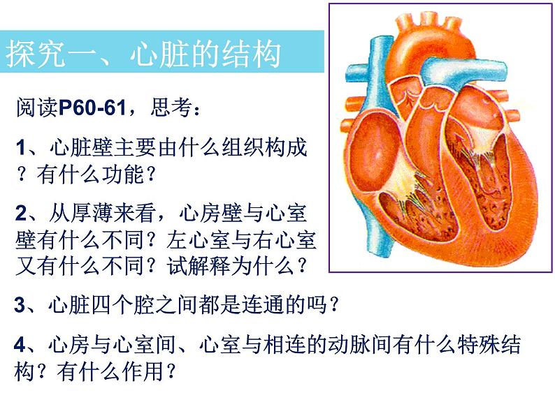 人教版生物七年级下册 4.4.3 输送血液的泵——心脏 课件 （15张PPT）06