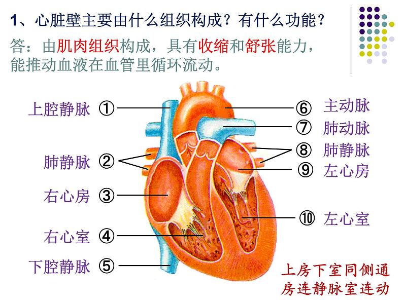 人教版生物七年级下册 4.4.3 输送血液的泵——心脏 课件 （15张PPT）07