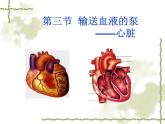 人教版生物七年级下册 4.4.3 输送血液的泵——心脏 课件 （19张PPT）