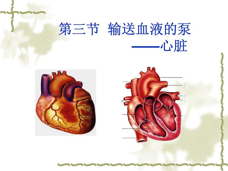 人教版生物七年级下册 4.4.3 输送血液的泵——心脏 课件 （19张PPT）02