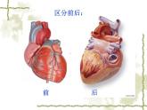 人教版生物七年级下册 4.4.3 输送血液的泵——心脏 课件 （19张PPT）