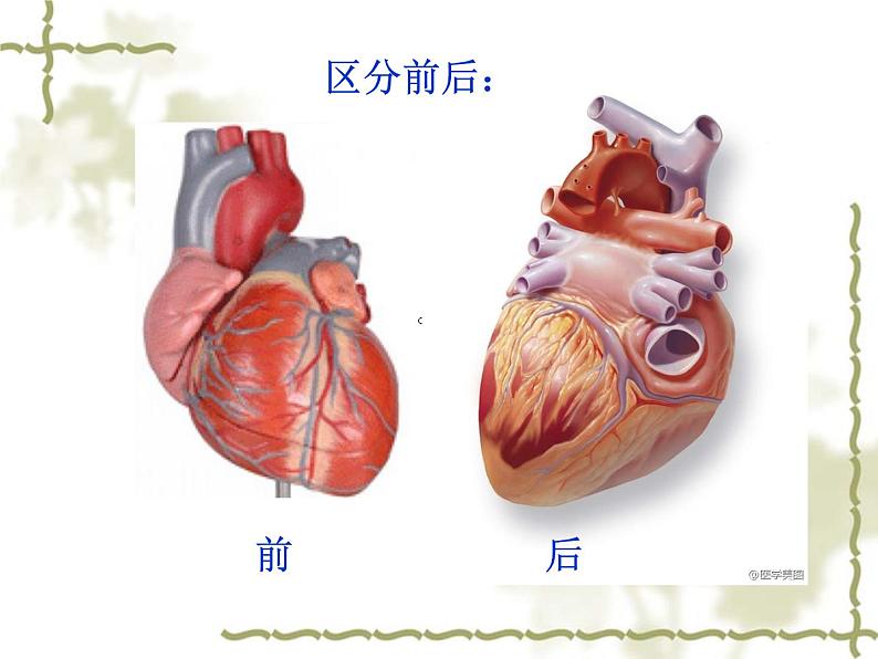 人教版生物七年级下册 4.4.3 输送血液的泵——心脏 课件 （19张PPT）04