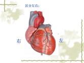 人教版生物七年级下册 4.4.3 输送血液的泵——心脏 课件 （19张PPT）